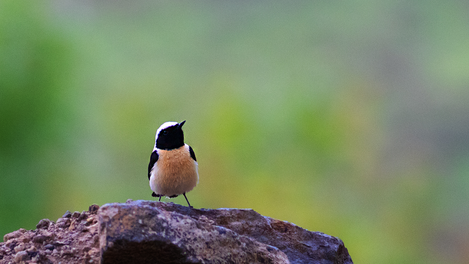 Black-eared Wheatear — Ana fotoğraf